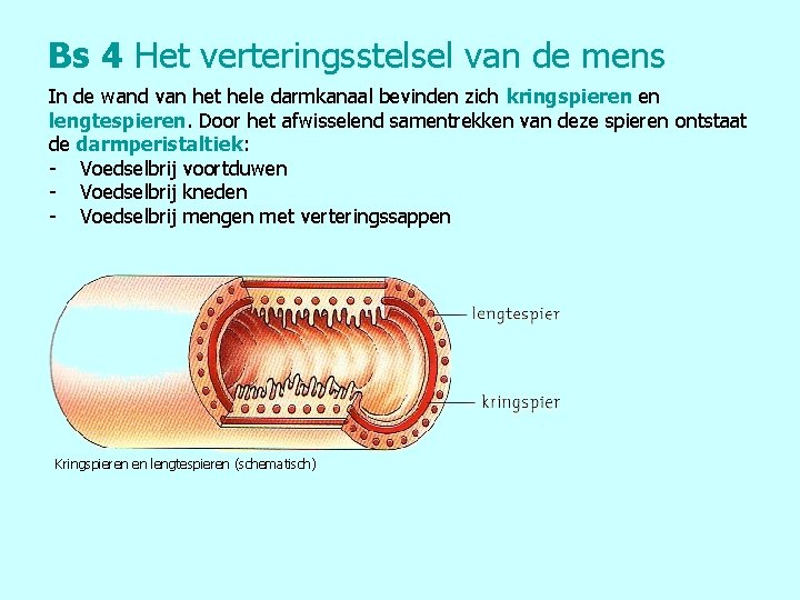 Bs 4 Het verteringsstelsel van de mens In de wand van het hele darmkanaal