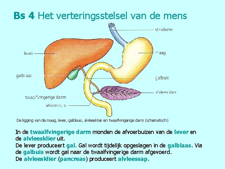 Bs 4 Het verteringsstelsel van de mens De ligging van de maag, lever, galblaas,