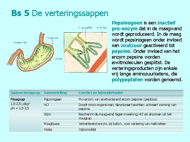 Bs 5 De verteringssappen Pepsinogeen is een inactief pro-enzym dat in de maagwand wordt
