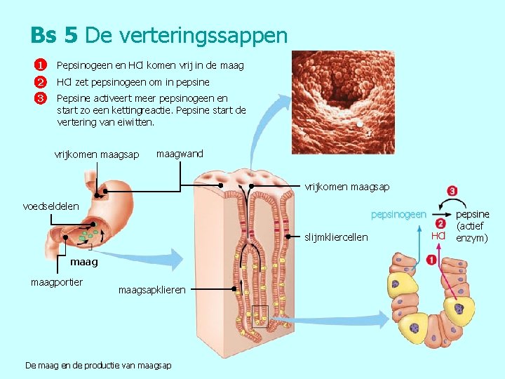 Bs 5 De verteringssappen 1 Pepsinogeen en HCl komen vrij in de maag 2