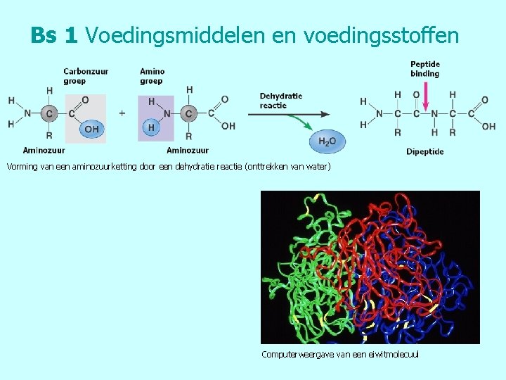 Bs 1 Voedingsmiddelen en voedingsstoffen Vorming van een aminozuurketting door een dehydratie reactie (onttrekken