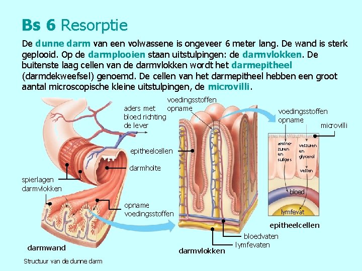 Bs 6 Resorptie De dunne darm van een volwassene is ongeveer 6 meter lang.