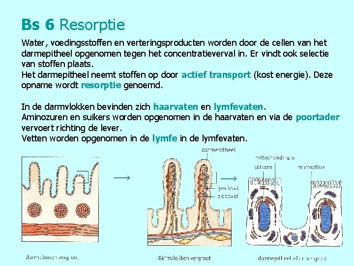 Bs 6 Resorptie Water, voedingsstoffen en verteringsproducten worden door de cellen van het darmepitheel