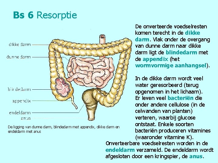 Bs 6 Resorptie De onverteerde voedselresten komen terecht in de dikke darm. Vlak onder