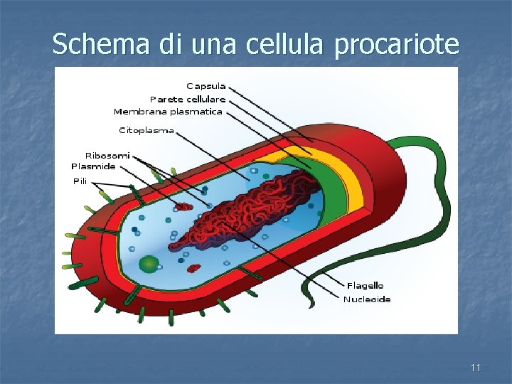 Schema di una cellula procariote 11 