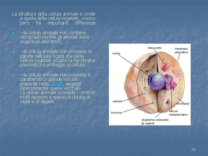 La struttura della cellula animale è simile a quella della cellula vegetale, vi sono