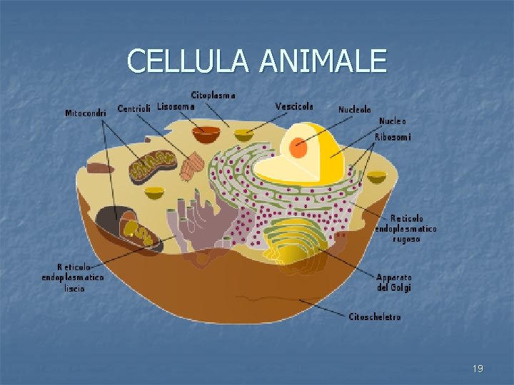 CELLULA ANIMALE 19 
