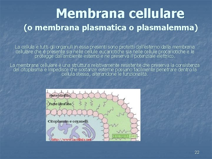  Membrana cellulare (o membrana plasmatica o plasmalemma) La cellula e tutti gli organuli