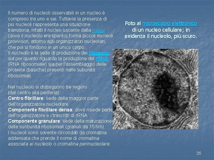 Il numero di nucleoli osservabili in un nucleo è compreso tra uno e sei.