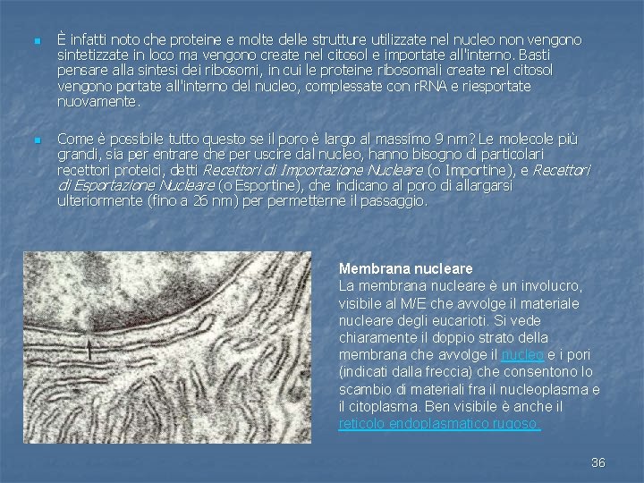 n È infatti noto che proteine e molte delle strutture utilizzate nel nucleo non