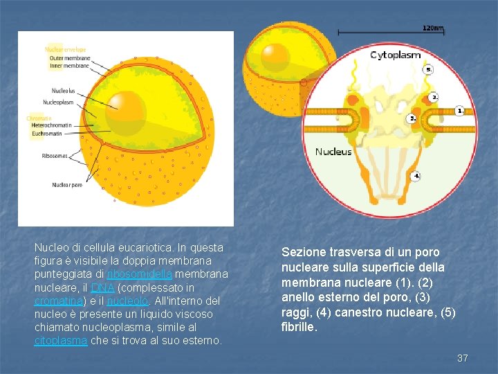 Nucleo di cellula eucariotica. In questa figura è visibile la doppia membrana punteggiata di