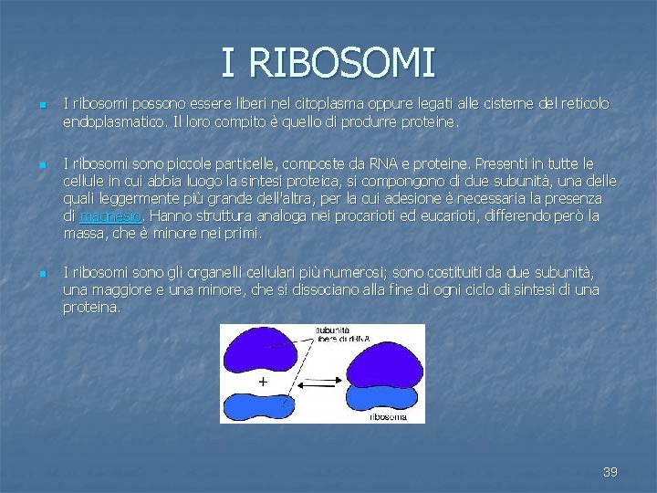 I RIBOSOMI n n n I ribosomi possono essere liberi nel citoplasma oppure legati