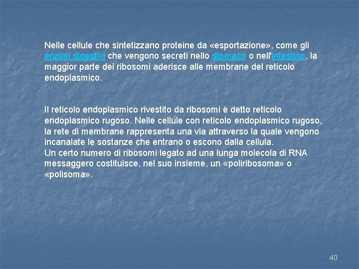 Nelle cellule che sintetizzano proteine da «esportazione» , come gli enzimi digestivi che vengono