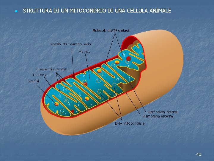 n STRUTTURA DI UN MITOCONDRIO DI UNA CELLULA ANIMALE 43 