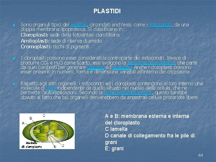 PLASTIDI n n n Sono organuli tipici dei vegetali, circondati anch'essi, come i mitocondri,
