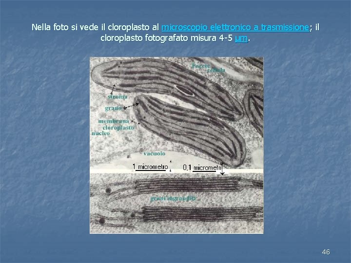 Nella foto si vede il cloroplasto al microscopio elettronico a trasmissione; il cloroplasto fotografato