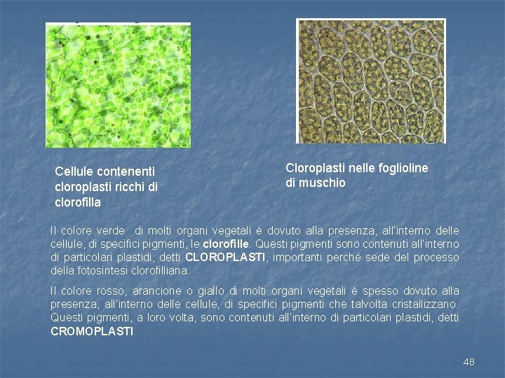 Cellule contenenti cloroplasti ricchi di clorofilla Cloroplasti nelle foglioline di muschio Il colore verde