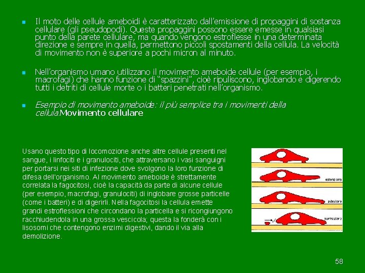 n n n Il moto delle cellule ameboidi è caratterizzato dall’emissione di propaggini di