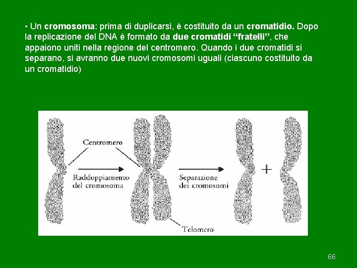  • Un cromosoma: prima di duplicarsi, è costituito da un cromatidio. Dopo la
