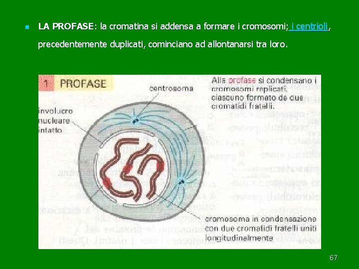 n LA PROFASE: la cromatina si addensa a formare i cromosomi; i centrioli, precedentemente