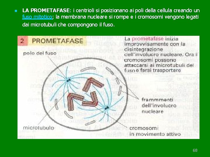 n LA PROMETAFASE: i centrioli si posizionano ai poli della cellula creando un fuso