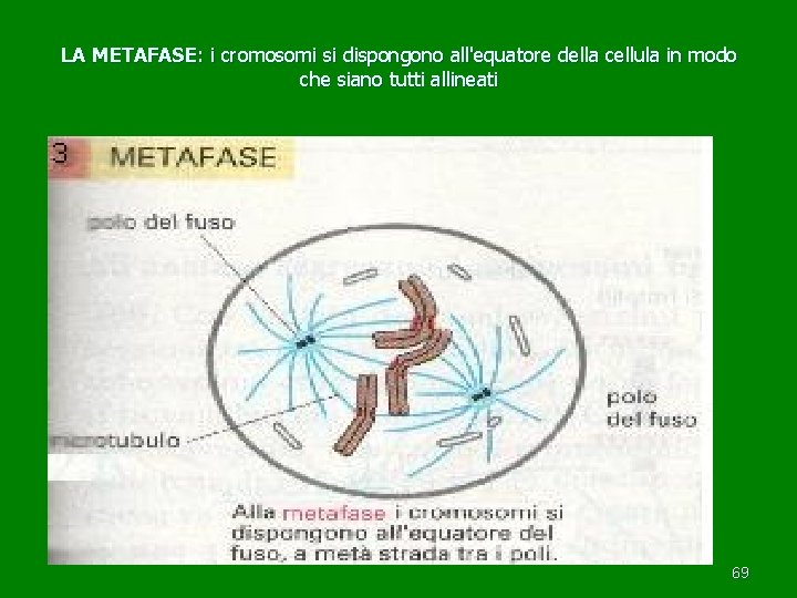 LA METAFASE: i cromosomi si dispongono all'equatore della cellula in modo che siano tutti