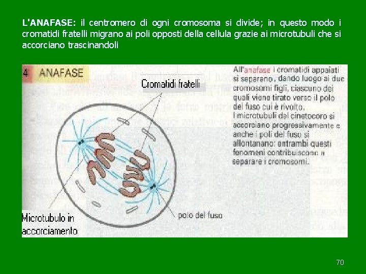 L'ANAFASE: il centromero di ogni cromosoma si divide; in questo modo i cromatidi fratelli