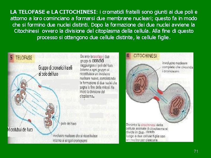  LA TELOFASE e LA CITOCHINESI : i cromatidi fratelli sono giunti ai due