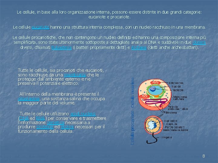 Le cellule, in base alla loro organizzazione interna, possono essere distinte in due grandi