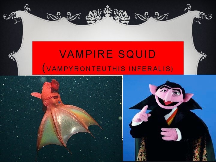 VAMPIRE SQUID (VAMPYRONTEUTHIS INFERALIS) 