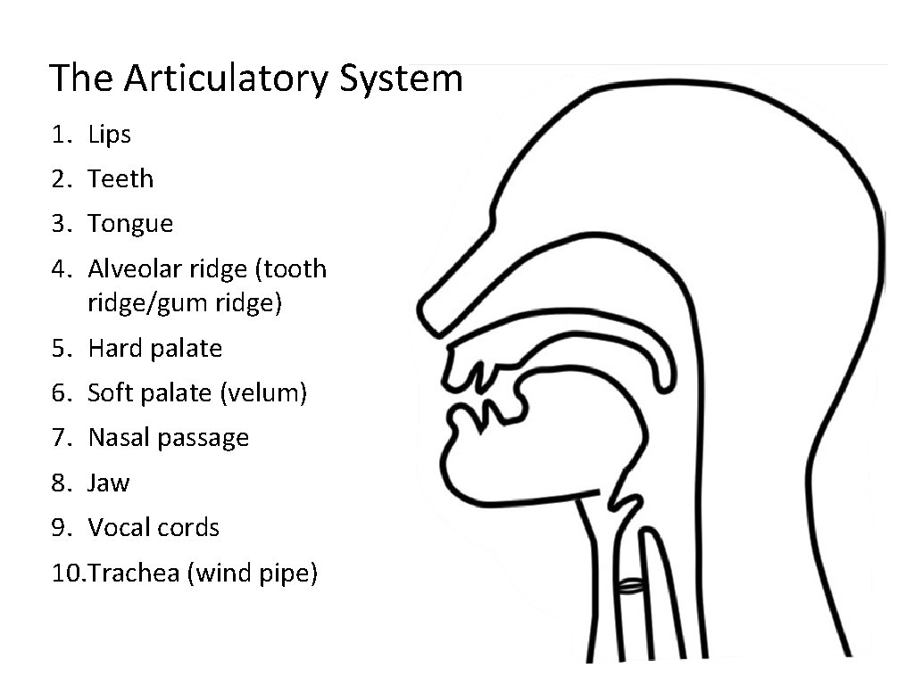 The Articulatory System 1. Lips 2. Teeth 3. Tongue 4. Alveolar ridge (tooth ridge/gum The Articulatory System 1. Lips 2. Teeth 3. Tongue 4. Alveolar ridge (tooth ridge/gum