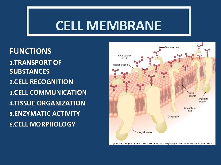 CELL MEMBRANE FUNCTIONS 1. TRANSPORT OF SUBSTANCES 2. CELL RECOGNITION 3. CELL COMMUNICATION 4.