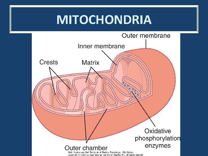 MITOCHONDRIA 