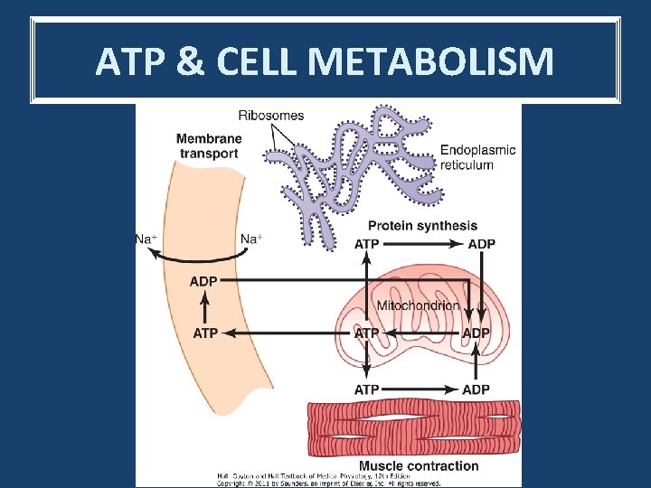 ATP & CELL METABOLISM 