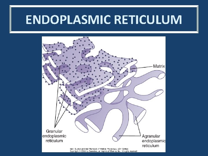 ENDOPLASMIC RETICULUM 