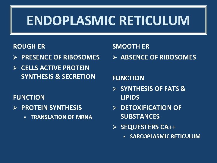 ENDOPLASMIC RETICULUM ROUGH ER SMOOTH ER Ø PRESENCE OF RIBOSOMES Ø CELLS ACTIVE PROTEIN