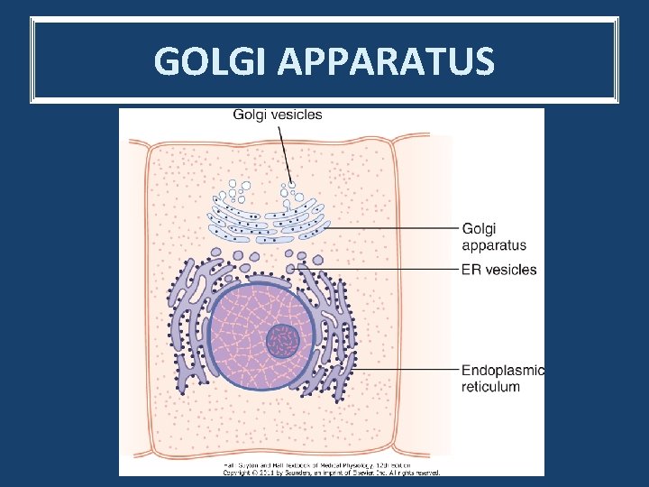 GOLGI APPARATUS 