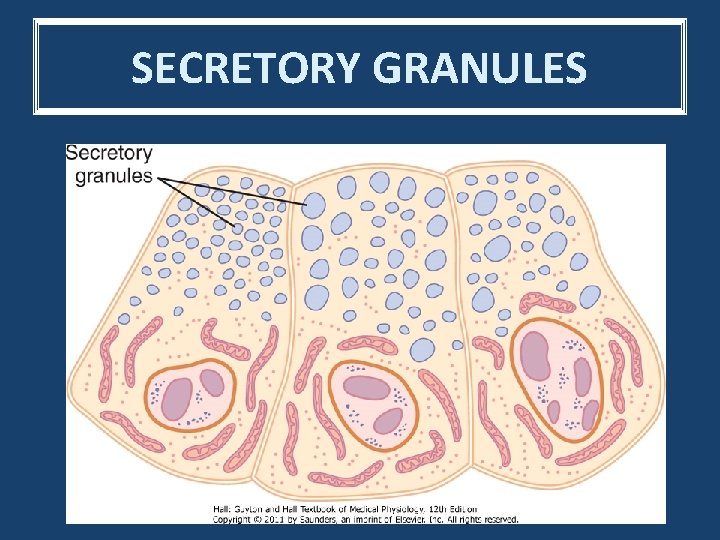 SECRETORY GRANULES 