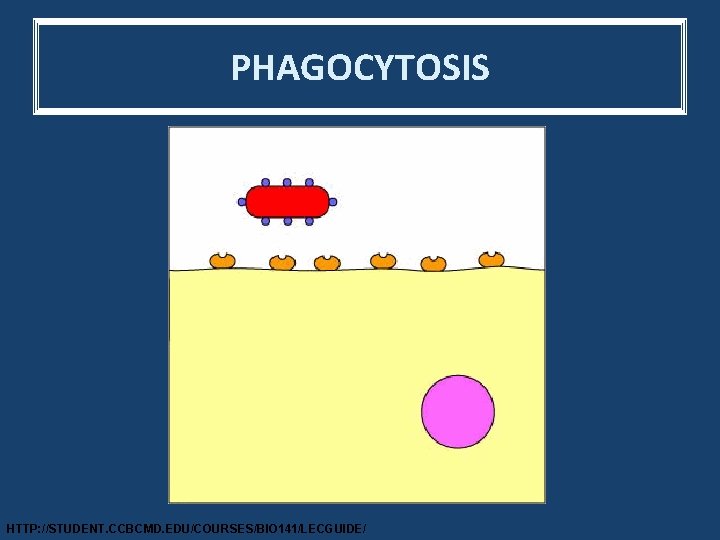 PHAGOCYTOSIS HTTP: //STUDENT. CCBCMD. EDU/COURSES/BIO 141/LECGUIDE/ 