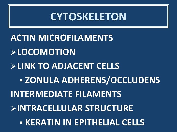 CYTOSKELETON ACTIN MICROFILAMENTS ØLOCOMOTION ØLINK TO ADJACENT CELLS § ZONULA ADHERENS/OCCLUDENS INTERMEDIATE FILAMENTS ØINTRACELLULAR