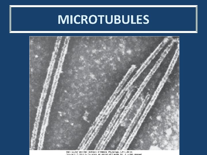 MICROTUBULES 