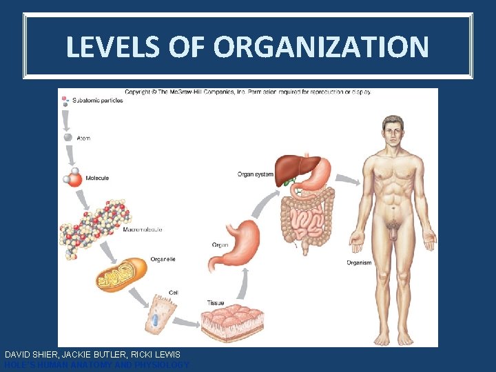 LEVELS OF ORGANIZATION DAVID SHIER, JACKIE BUTLER, RICKI LEWIS HOLE’S HUMAN ANATOMY AND PHYSIOLOGY