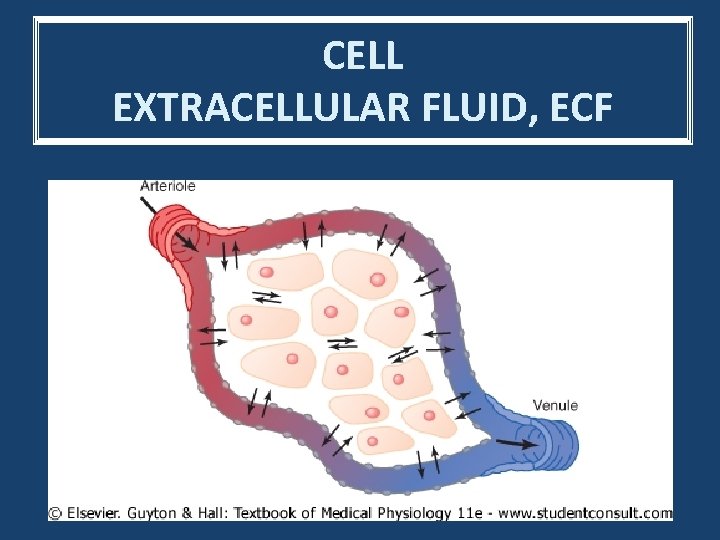CELL EXTRACELLULAR FLUID, ECF 