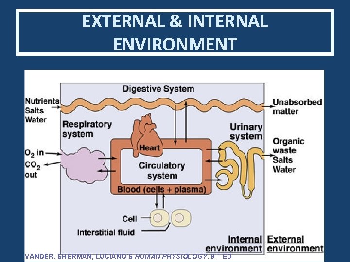 EXTERNAL & INTERNAL ENVIRONMENT VANDER, SHERMAN, LUCIANO’S HUMAN PHYSIOLOGY, 9 TH ED 