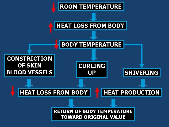 ROOM TEMPERATURE HEAT LOSS FROM BODY TEMPERATURE CONSTRICTION OF SKIN BLOOD VESSELS CURLING UP