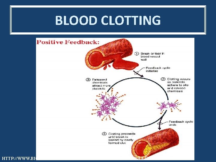 BLOOD CLOTTING HTTP: //WWW. BIOLOGY. BUFFALO. EDU/COURSES/BIO 130/MEDLER/LECTURE 1. HTML 