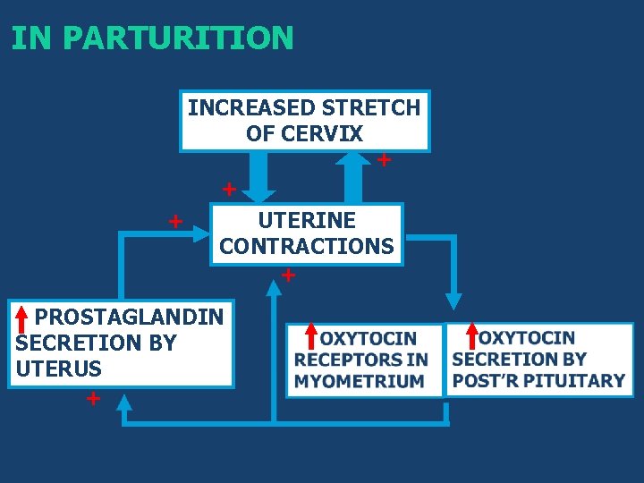 IN PARTURITION INCREASED STRETCH OF CERVIX + + + UTERINE CONTRACTIONS + PROSTAGLANDIN SECRETION