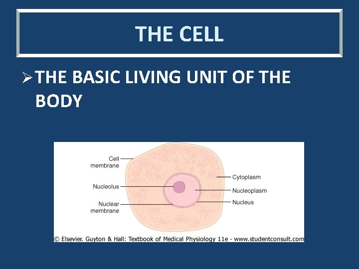 THE CELL Ø THE BASIC LIVING UNIT OF THE BODY 