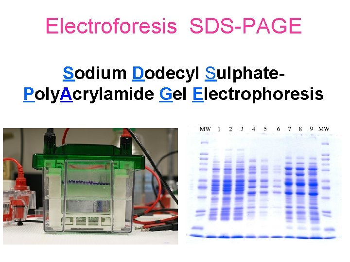 Electroforesis SDS-PAGE Sodium Dodecyl Sulphate. Poly. Acrylamide Gel Electrophoresis 