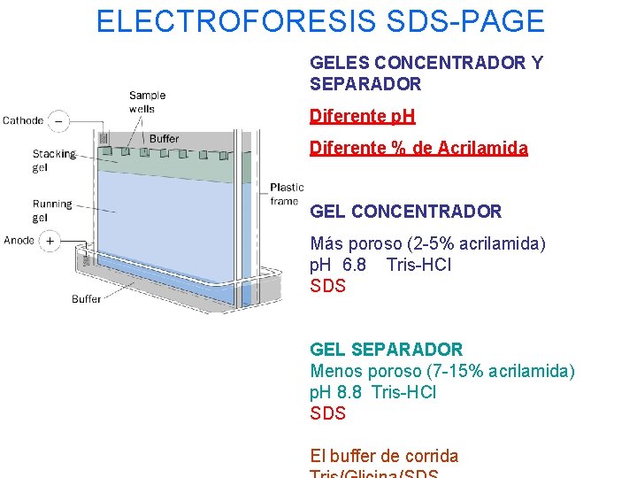 ELECTROFORESIS SDS-PAGE GELES CONCENTRADOR Y SEPARADOR Diferente p. H Diferente % de Acrilamida GEL